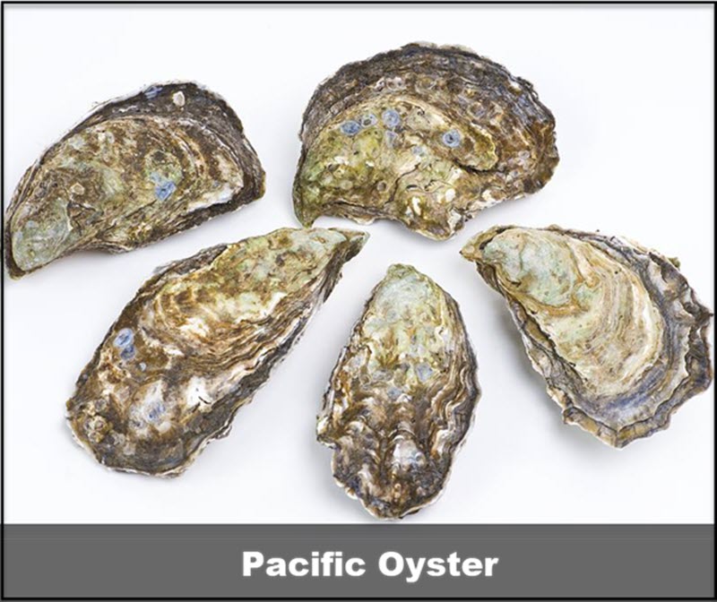 10 Different Types Of Oysters With Images