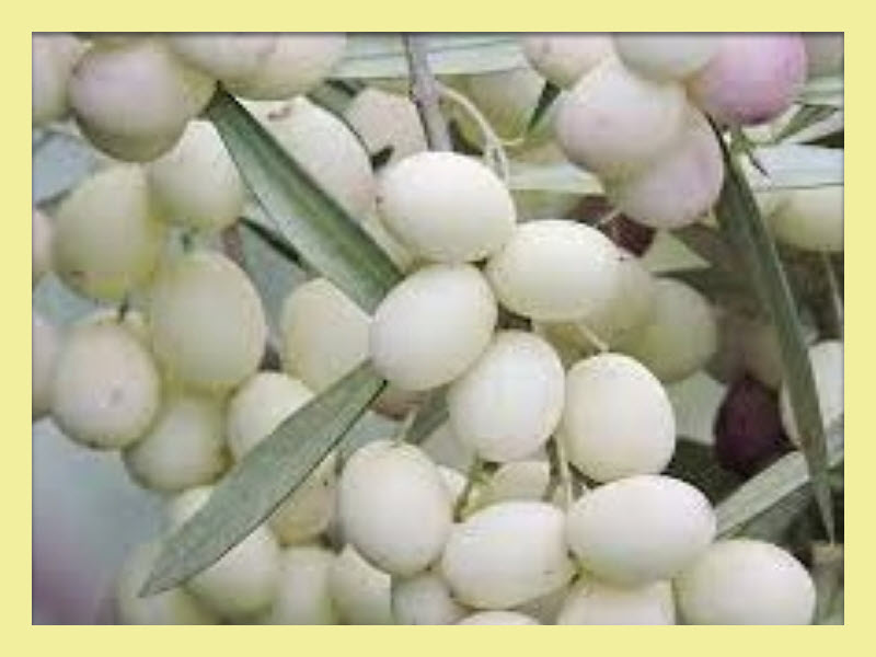 White Olive of Malta
