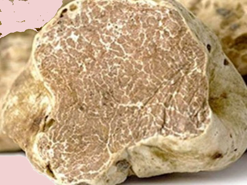 White Piedmont Truffle