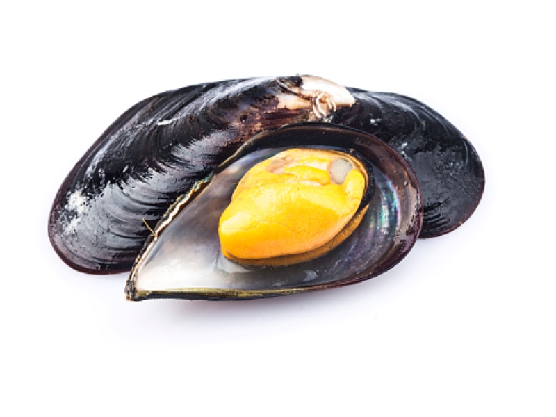 Black Mussels