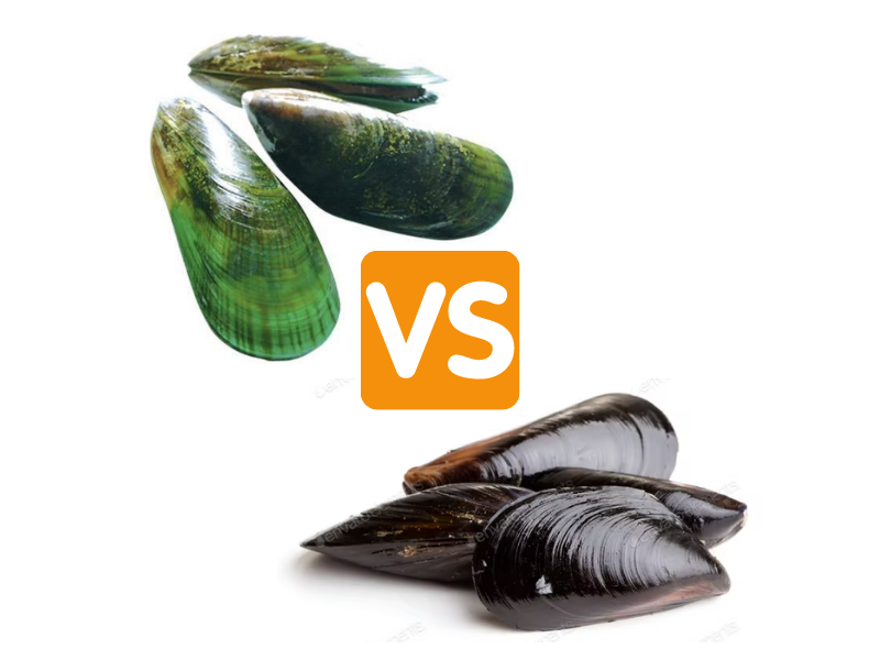 Green mussels vs Black Mussels