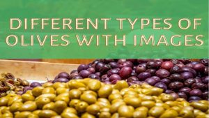 Types Of Olives