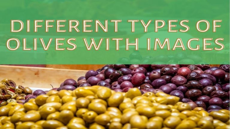 28 Different Types Of Olives With Images