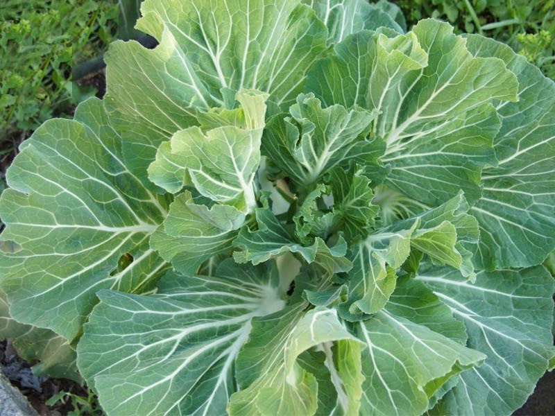 Portuguese Cabbage