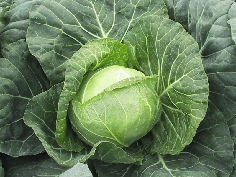 Parel Cabbage