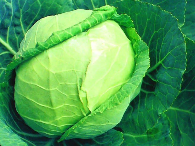 White/Dutch Cabbage