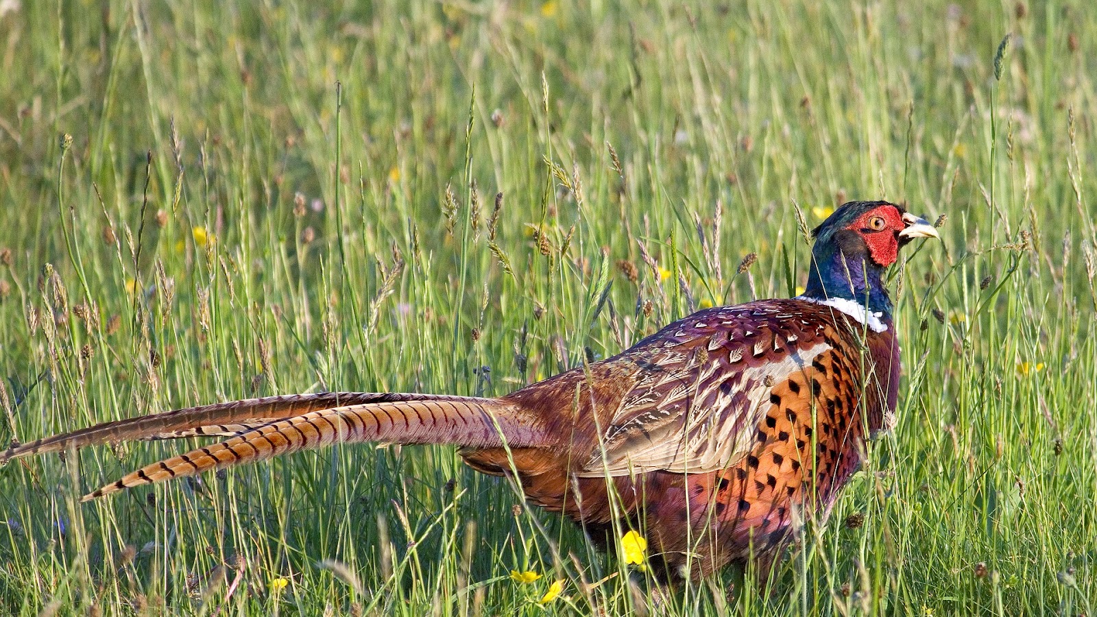 Pheasant