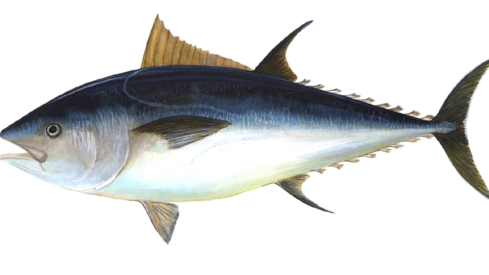 Atlantic Bluefin Tuna