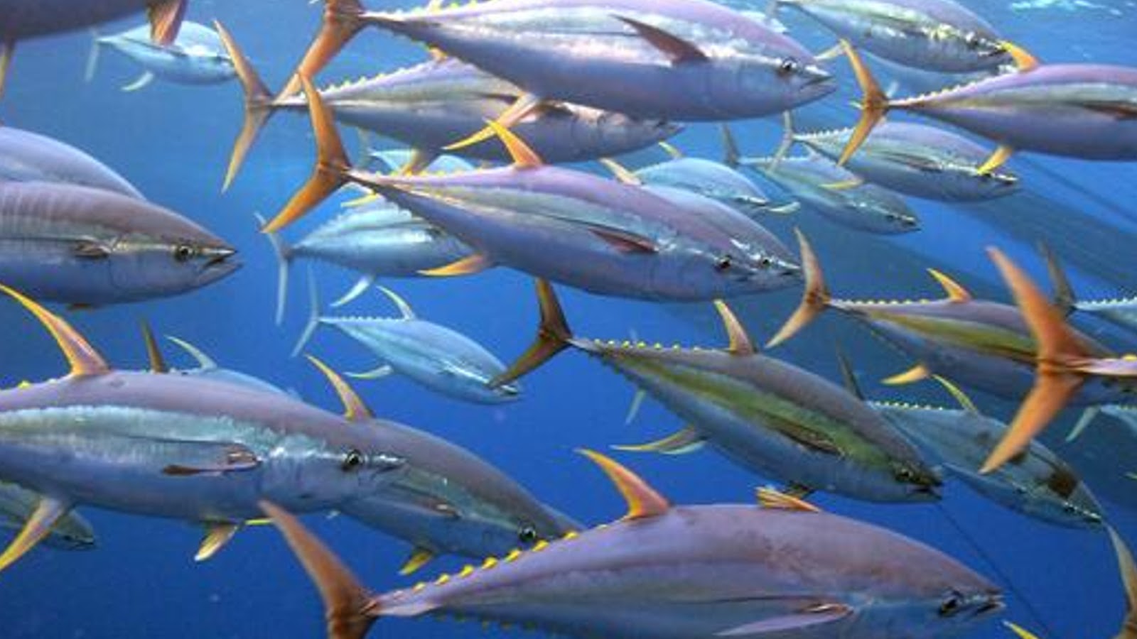 Yellowfin Tuna