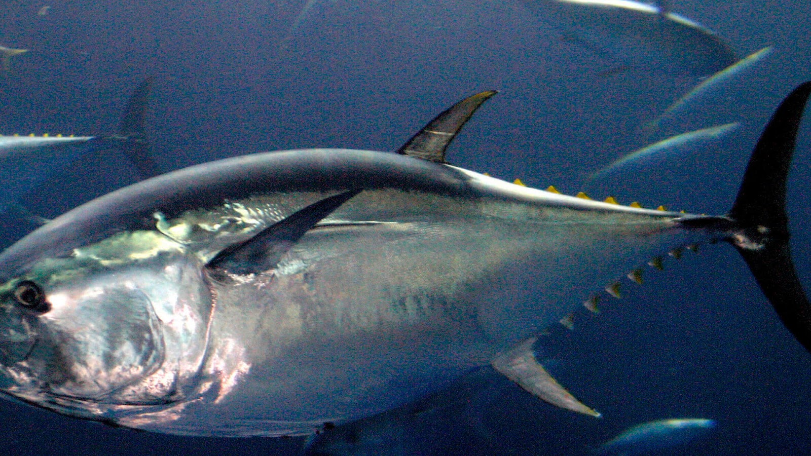 Southern Bluefin Tuna