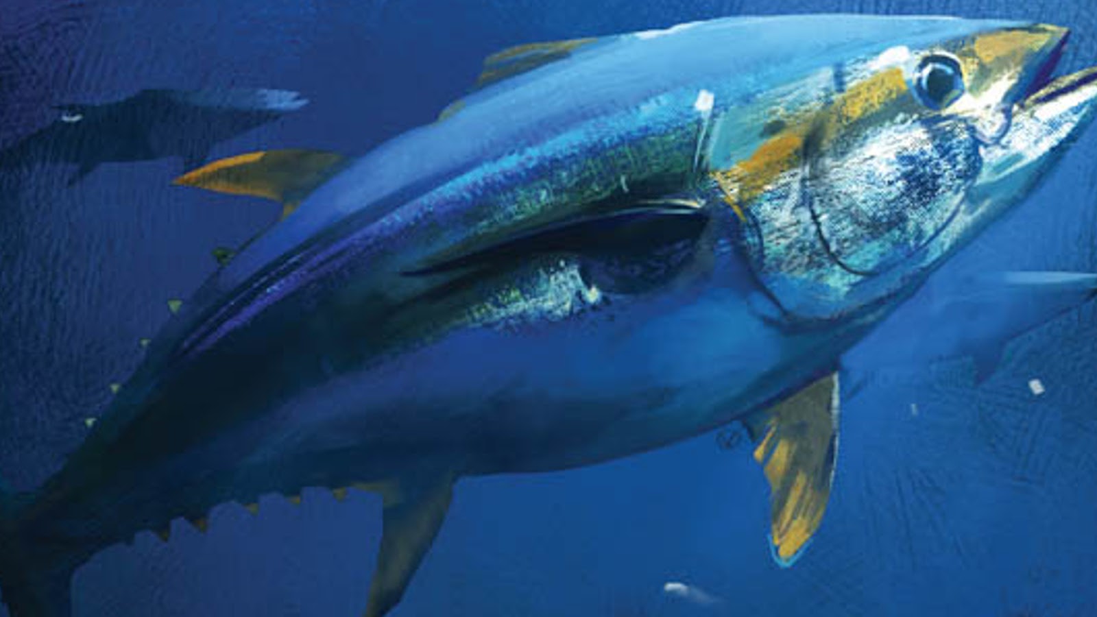 Bigeye Tuna