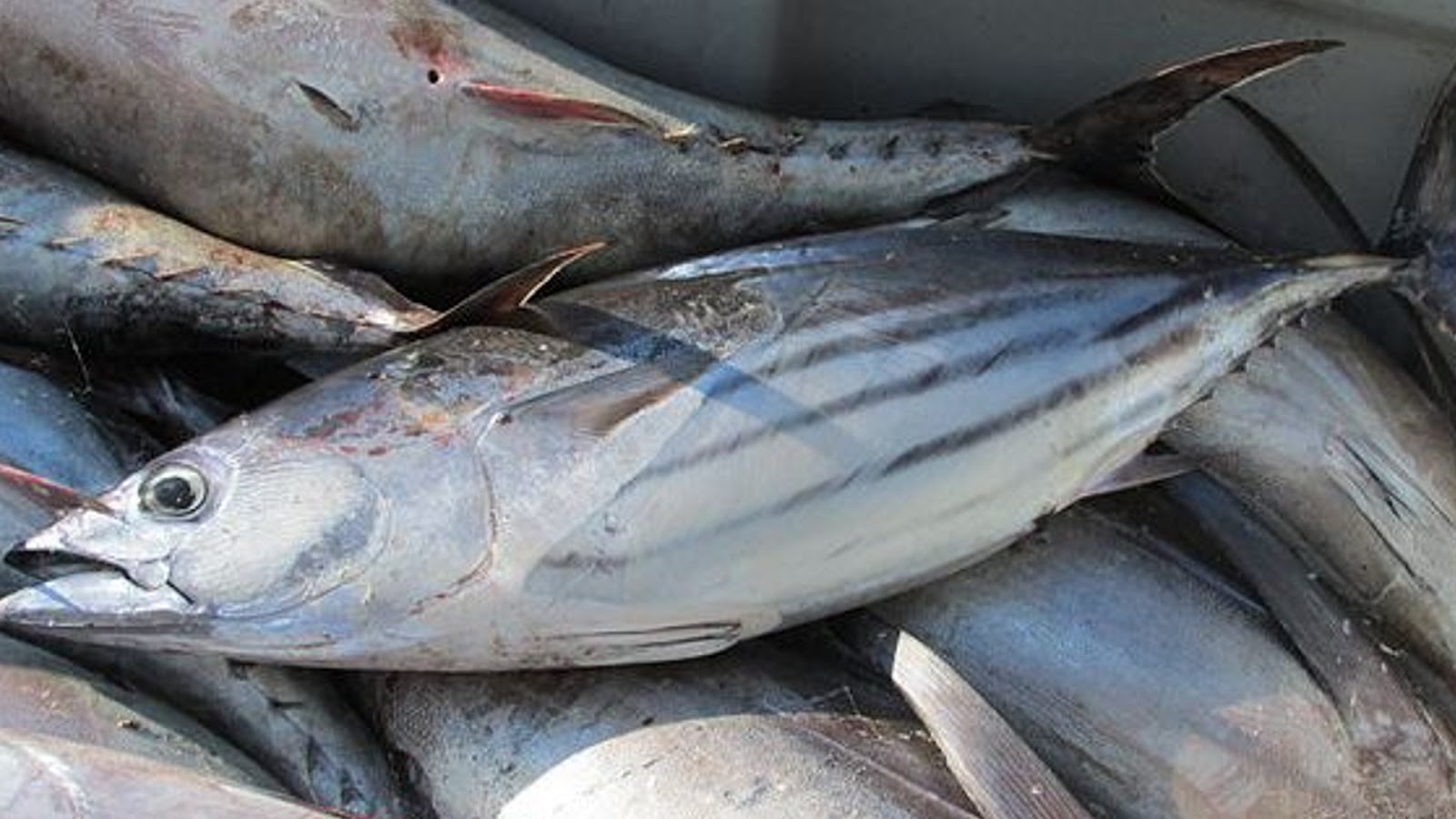 Skipjack Tuna