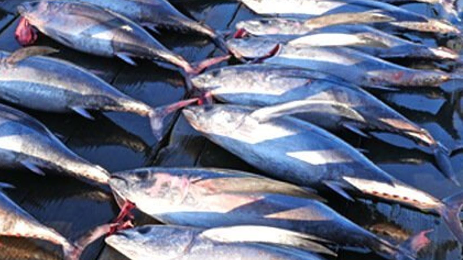 Albacore Tuna