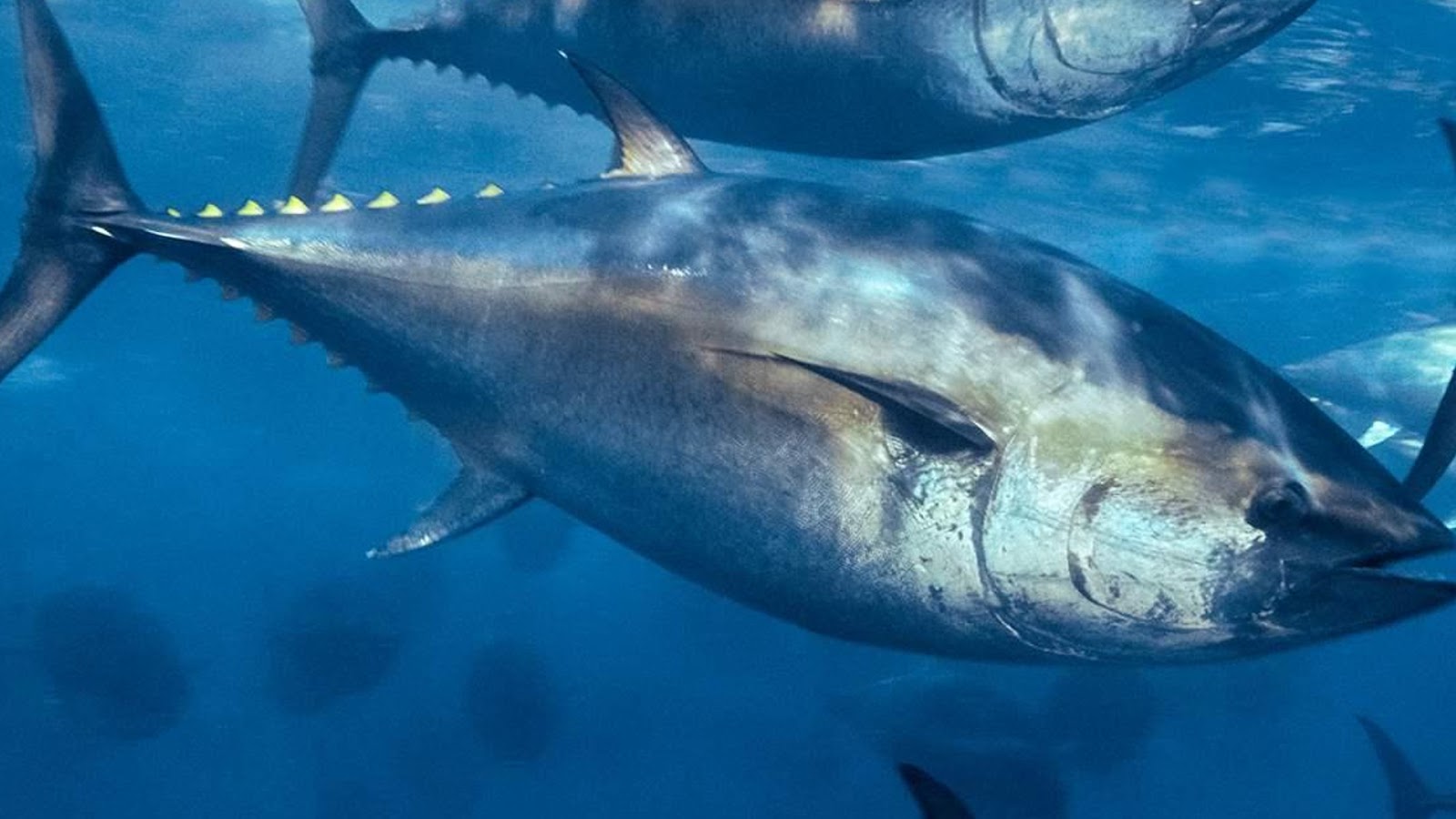 Pacific Bluefin Tuna