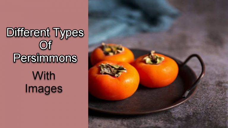 7 Different Types Of Persimmons With Images