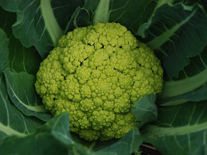 Alverda cauliflower