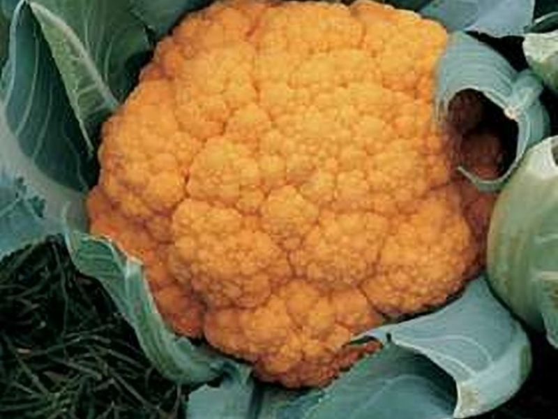 Cheddar Hybrid Cauliflower