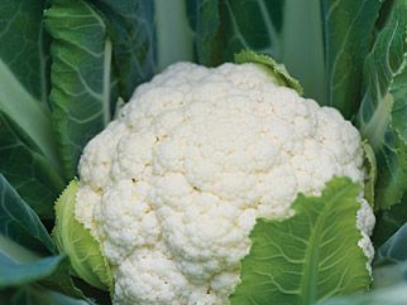 Attribute Hybrid Cauliflower