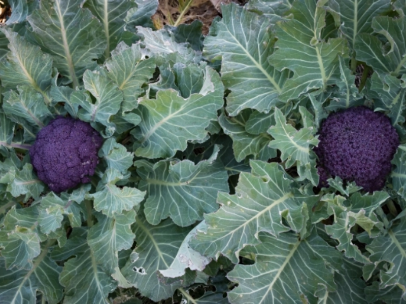 Purple Cape Cauliflower