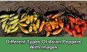 7 Different Types Of Asian Peppers With Images