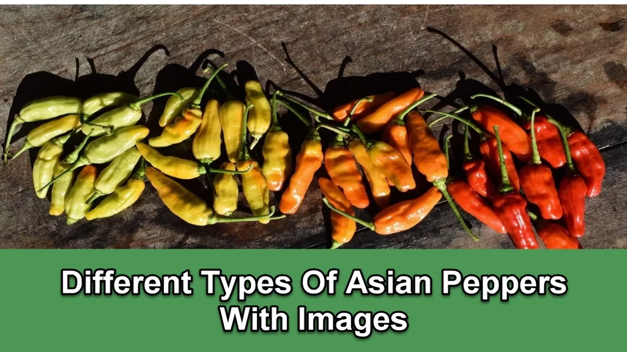 Asian Peppers