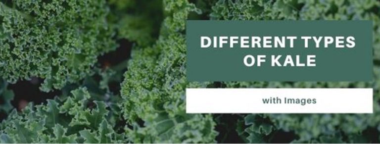 8 Different Types of Kale with Images