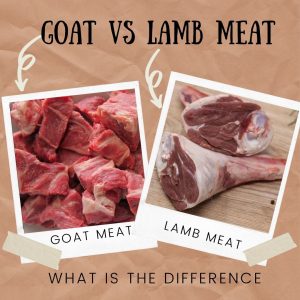 goat vs lamb meat