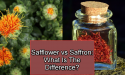 Safflower vs Saffron: What Is The Difference?