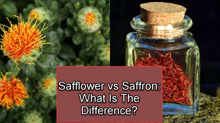 Safflower vs Saffron: What Is The Difference?