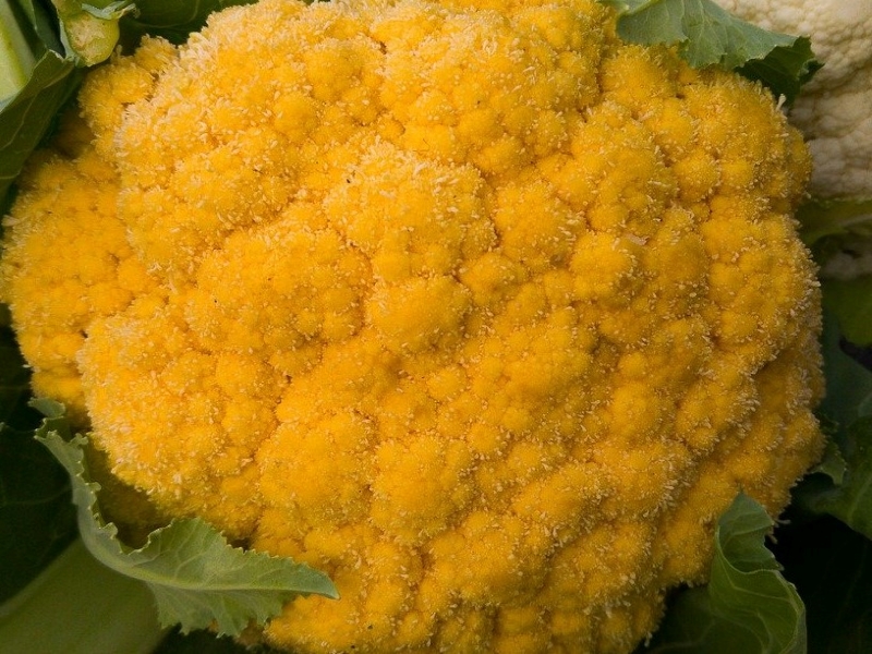 Yellow Cauliflower