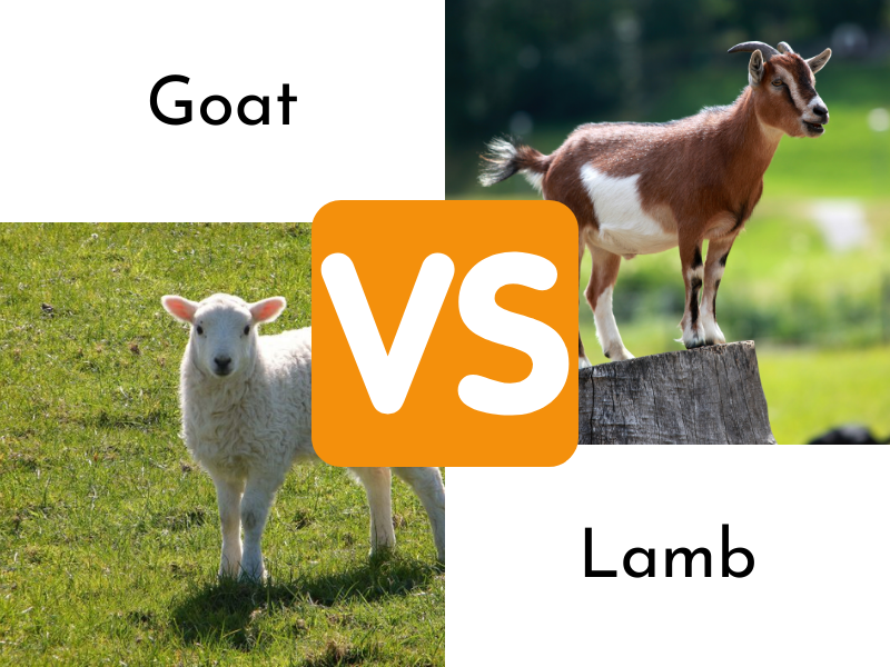Goat vs Lamb: What is the Difference?