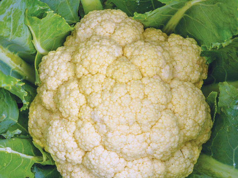 White Corona Hybrid Cauliflower