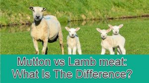 Mutton vs Lamb Meat