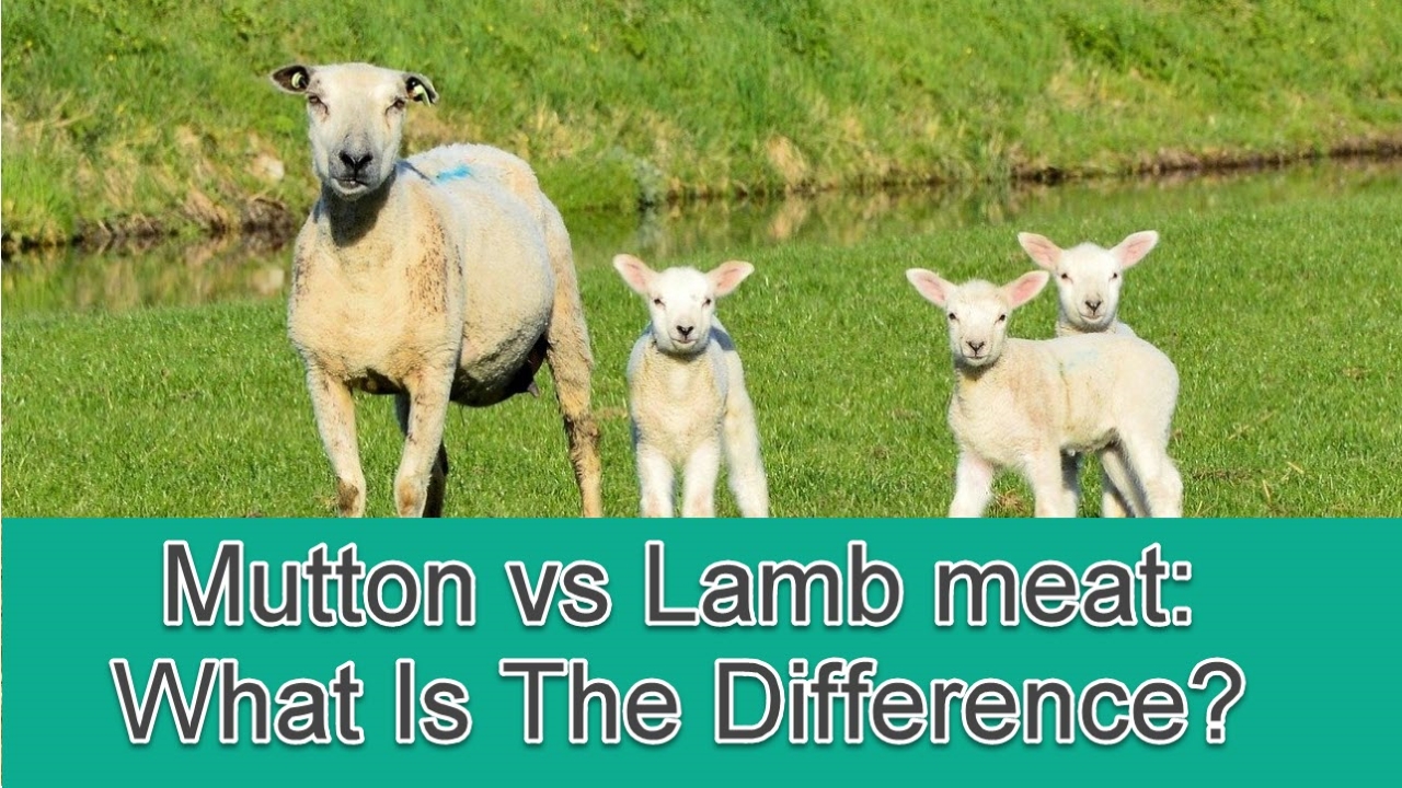 mutton-vs-lamb-meat-what-is-the-difference