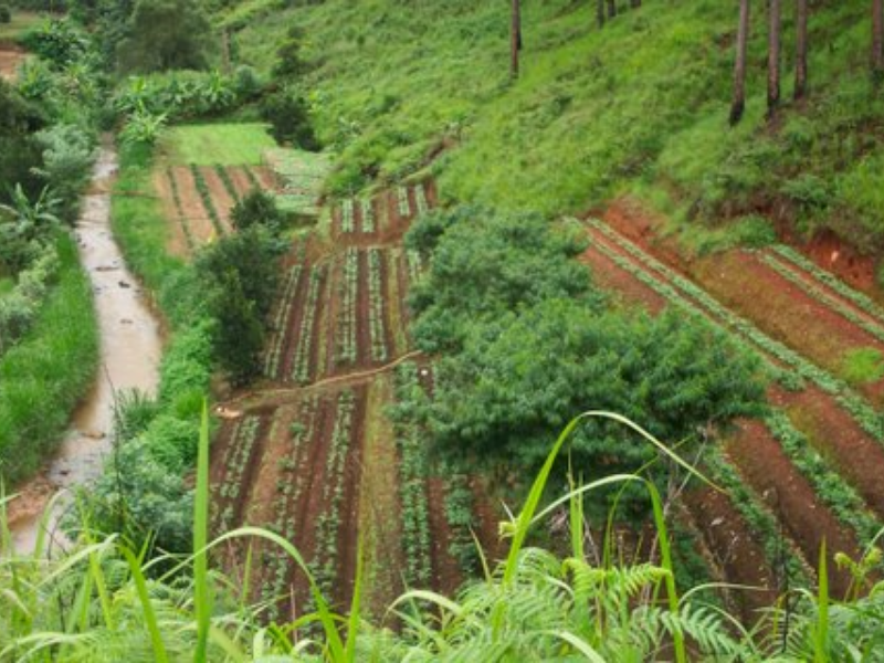 Coffee plantation in Vietnam