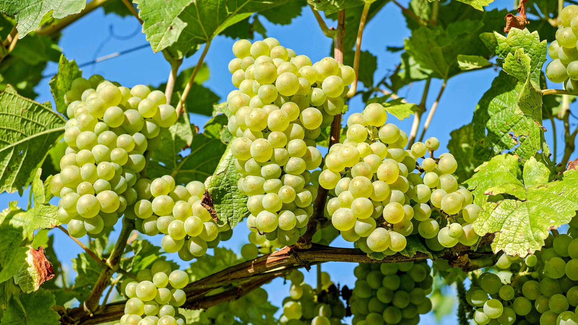 10 Different Types of Green Fruits With Images