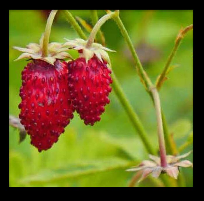 20 Different Types Of Strawberries With Images