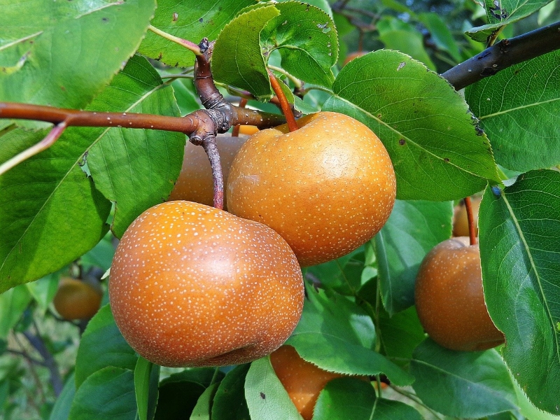 Asian Pears