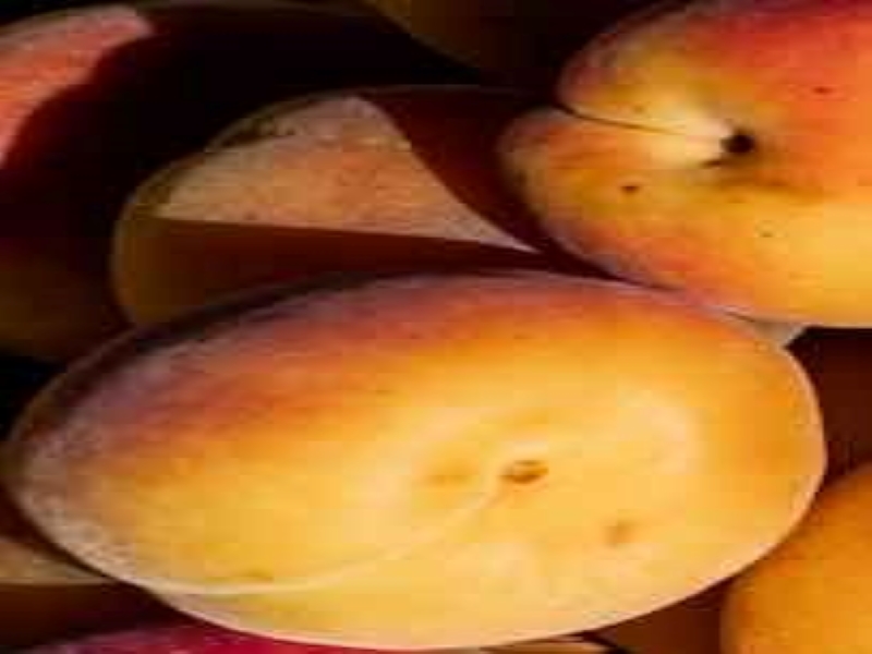 Blenheim Apricot