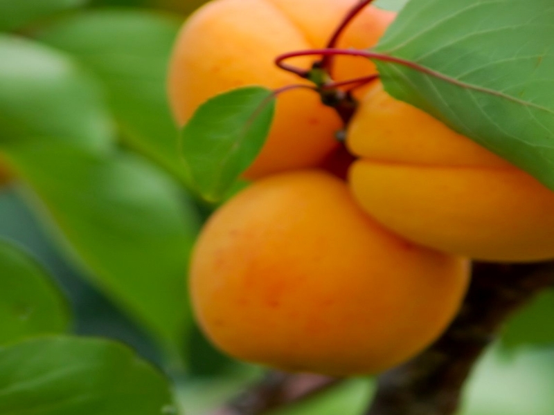 Chinese Apricot