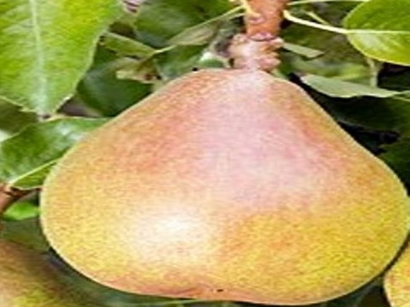 Comice Pears