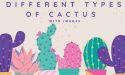 21 Different Types Of Cactus With Images