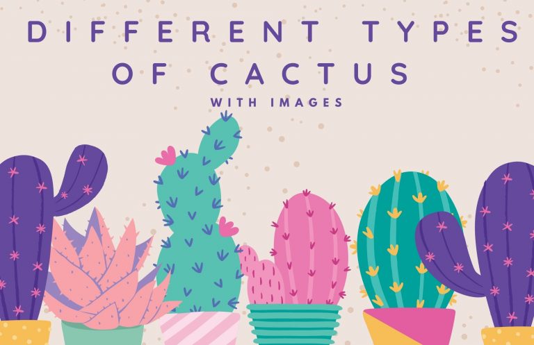 21 Different Types Of Cactus With Images