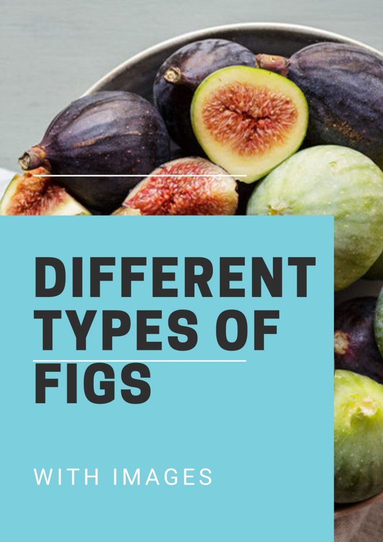 20 Different Types Of Figs With Images
