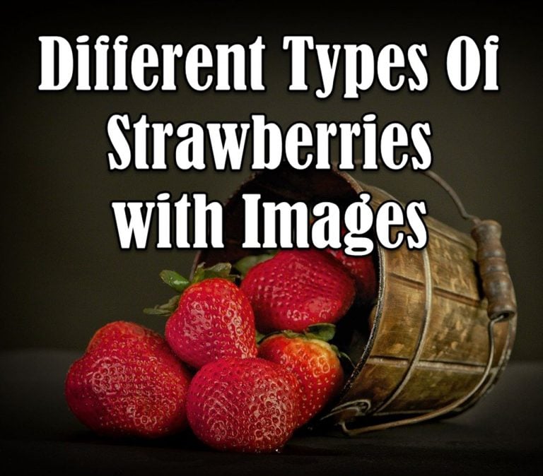 20 Different Types Of Strawberries With Images