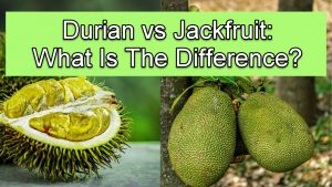 Durian Vs Jackfruit