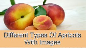 Types Of Apricots