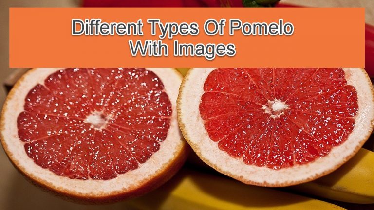11 Different Types Of Pomelo With Images
