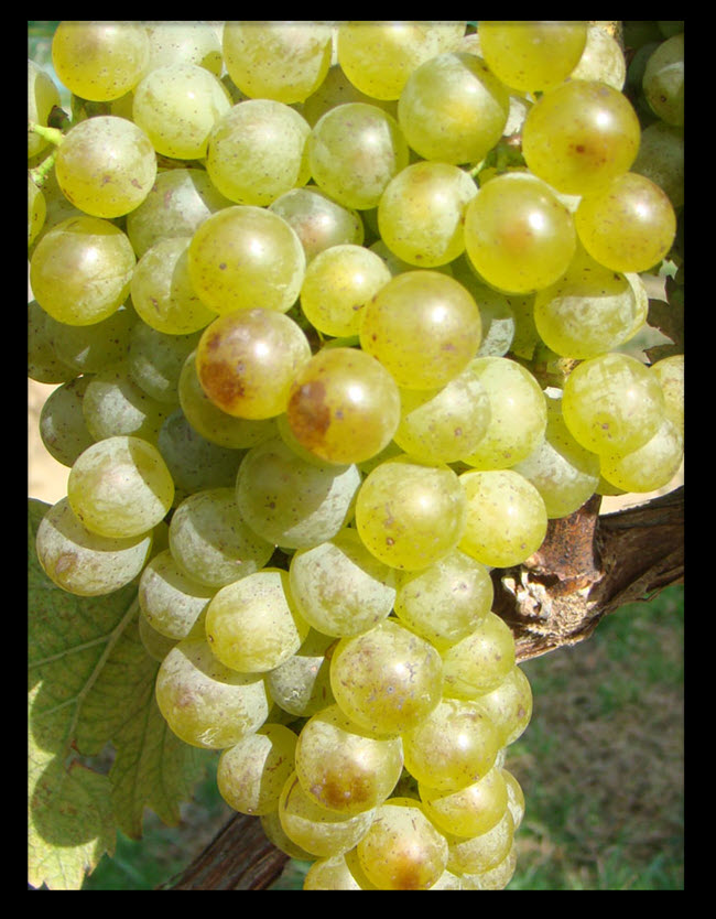 18 Different Types Of White Wine Grapes With Images