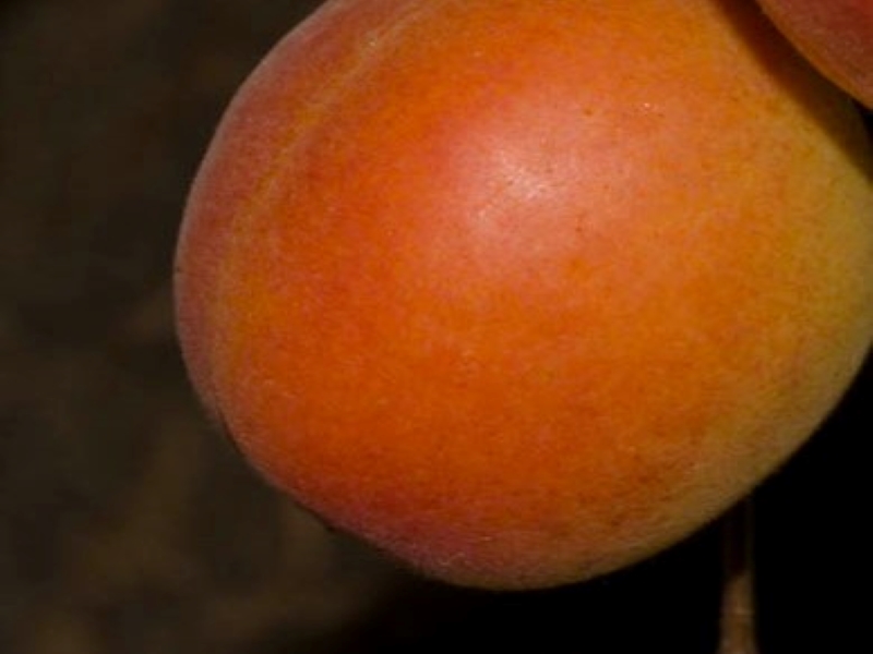 Katy Apricot